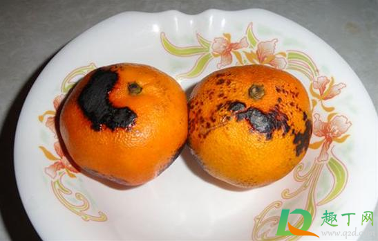 烤橘子烤成什么样子(烤橘子是什么橘子)