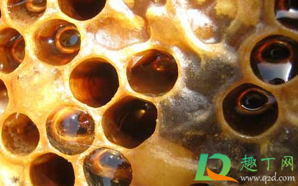 蜂巢熬水治好了鼻炎怎么服用(蜂巢治好了鼻炎用法)