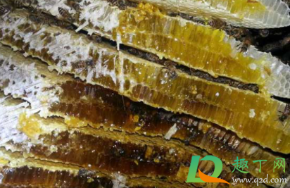 蜂巢酒喝了怎么会痒长疙瘩(蜂蛹泡酒喝了身上痒)