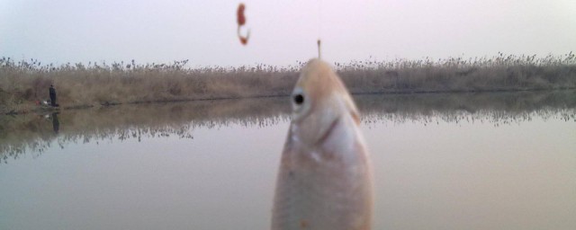 钓大鱼需要什么准备(钓大鱼有什么技巧和方法)