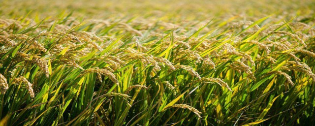 袁隆平主要成就(袁隆平主要成就100字)