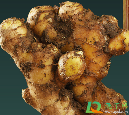 生姜贴肚脐治便秘真的吗(便秘生姜贴肚脐管用吗!) 生姜贴肚脐治便秘真的吗(便秘生姜贴肚脐管用吗!)