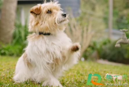 金毛皮肤病会不会传染人(金毛真菌性皮肤病会传染人吗)