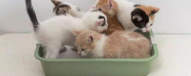 猫一天没有猫砂能憋住吗(会用猫砂的猫没有猫砂会憋着吗)