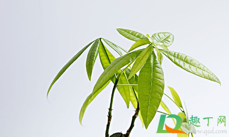 发财树水培的根全部放在水里面吗(发财树可以水培生根吗) 发财树水培的根全部放在水里面吗(发财树可以水培生根吗)