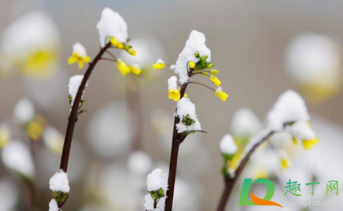 2021清明前后会不会出现倒春寒(2021会出现倒春寒吗)