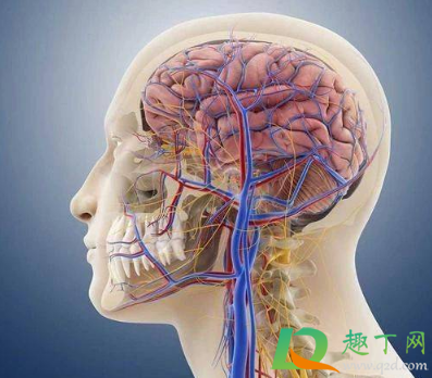 筋膜枪不能按摩哪里(筋膜枪可以按摩哪里) 筋膜枪不能按摩哪里(筋膜枪可以按摩哪里)