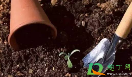 鲜花养护可以用84消毒液吗(84消毒液可以做鲜花保鲜剂吗)