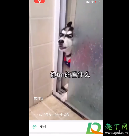 微信状态视频二哈怎么设置(微信状态视频二哈视频)