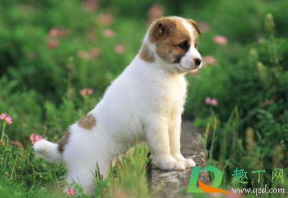 狗吃葡萄会死掉吗(狗狗吃了葡萄会死吗?)