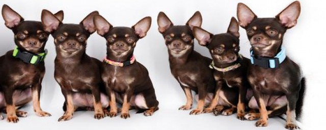 首只警用克隆犬是谁(北京克隆警犬)