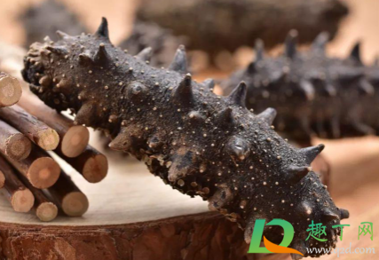 海参为什么不鲜着冰起来(海参不是很干)