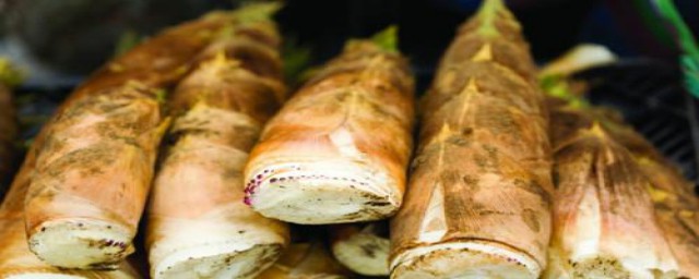 冬笋怎么挖(冬笋怎么挖冬笋技巧绝招视频冬笋怎么挖)