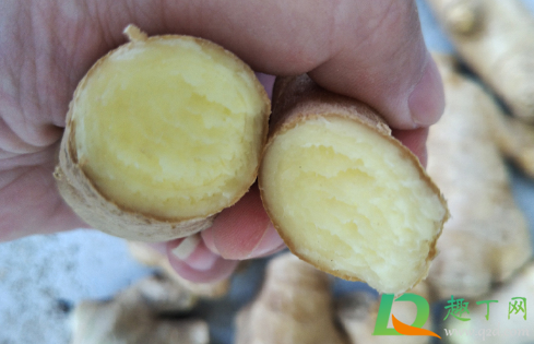 生姜敷膝盖过后疼是什么原因(膝盖疼用生姜敷好吗)