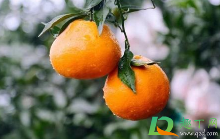 耙耙柑是越大越好吗(耙耙柑大的好还是小的好)