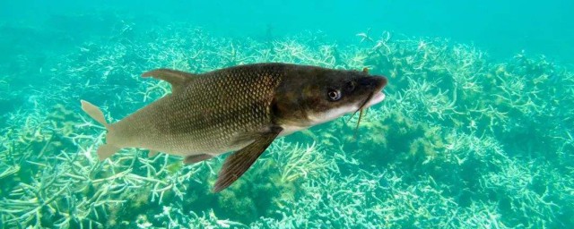 镜鲤的习性和经济价值(鲤鱼的价值)