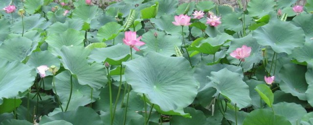 优美景色造句(用风景优美造句子)