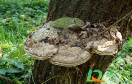 柳树长的菌子可以吃吗(柳树上长的菌类) 柳树长的菌子可以吃吗(柳树上长的菌类)