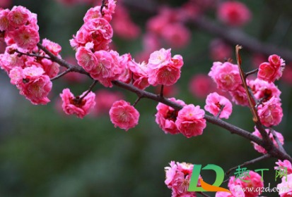 今年橘子洲的腊梅什么时候开2021(2021橘子洲头梅花开了吗)