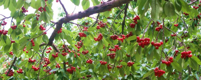 樱桃的食用禁忌(吃樱桃的禁忌?吃樱桃应注意什么)