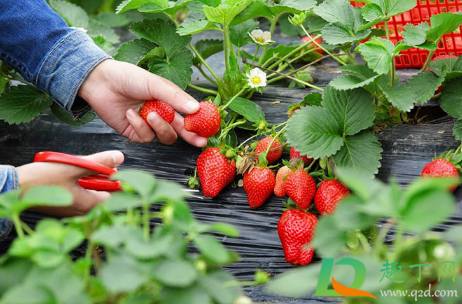 草莓没用盐水泡直接洗了吃了要紧吗(草莓用盐水泡了可以直接吃吗)