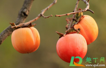 吃完柿子喝酸奶死人是真的吗(吃完柿子喝牛奶死人是真的吗)