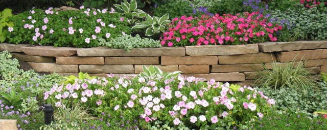 耐寒的花卉(耐寒的花卉绿植)