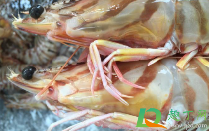 海虾怎么冻新鲜不变黑(虾如何冷冻不变黑) 海虾怎么冻新鲜不变黑(虾如何冷冻不变黑)