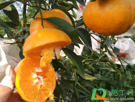 耙耙柑是丑八怪吗(丑八怪耙耙柑哪个好吃)