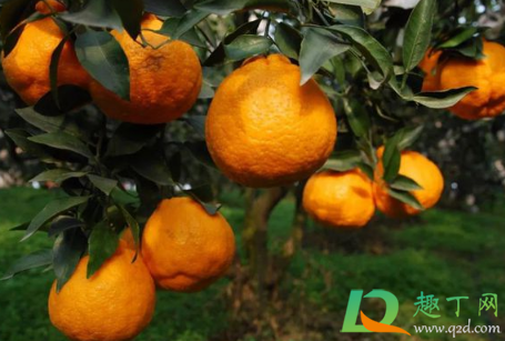 耙耙柑是越大越好吗(耙耙柑大的好还是小的好) 耙耙柑是越大越好吗(耙耙柑大的好还是小的好)