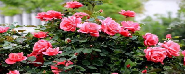 一年都开的花(一年都开花的花)