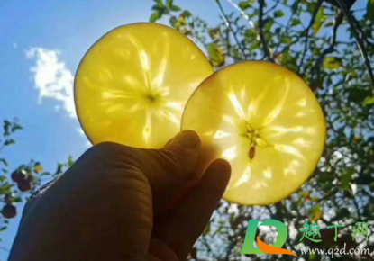 哪种苹果有糖心(有糖心的苹果正常吗) 哪种苹果有糖心(有糖心的苹果正常吗)