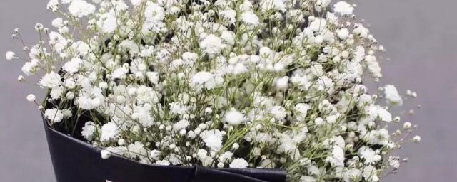 满天星花语是什么(黄色的满天星花语是什么)