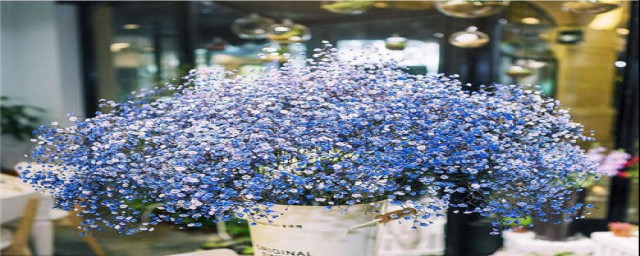 满天星含义(满天星含义和花语)