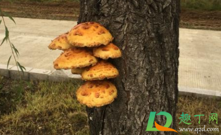 柳树长的菌子可以吃吗(柳树上长的菌类)