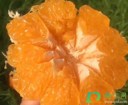 耙耙柑是丑八怪吗(丑八怪耙耙柑哪个好吃)