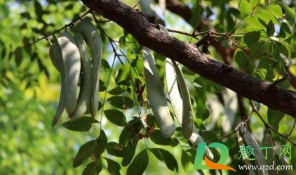 皂角能吃吗能食用吗(大皂角能吃吗)