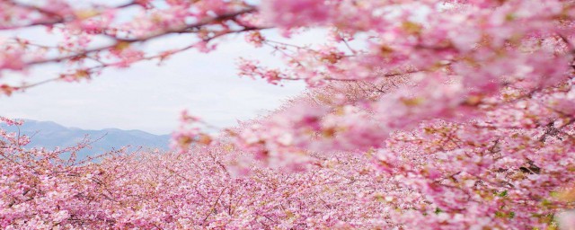日本最佳赏樱时间的介绍(日本最晚赏樱的地方)