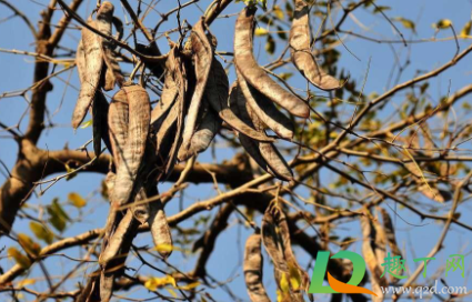 皂角能吃吗能食用吗(大皂角能吃吗)