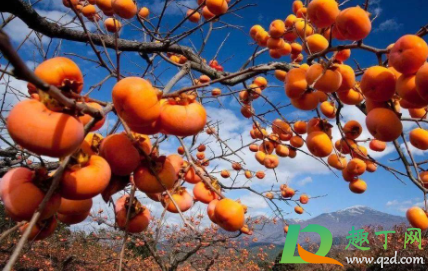 吃完柿子喝酸奶死人是真的吗(吃完柿子喝牛奶死人是真的吗) 吃完柿子喝酸奶死人是真的吗(吃完柿子喝牛奶死人是真的吗)