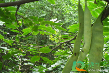 皂角能吃吗能食用吗(大皂角能吃吗)