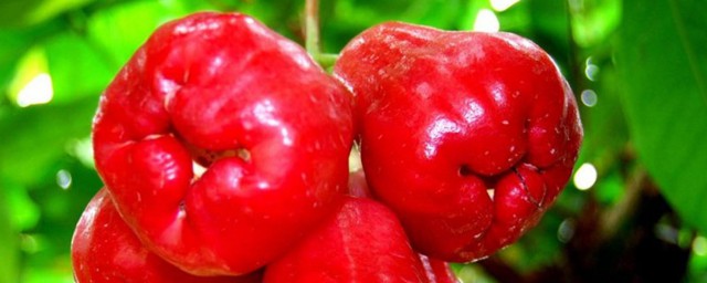 莲雾的营养价值是什么(莲雾有啥营养)