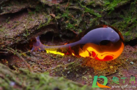 衣服上的松节油印记怎么去除(松节油能去衣服上的油渍吗)