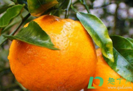 耙耙柑会上火吗(耙耙柑上火还是下火) 耙耙柑会上火吗(耙耙柑上火还是下火)