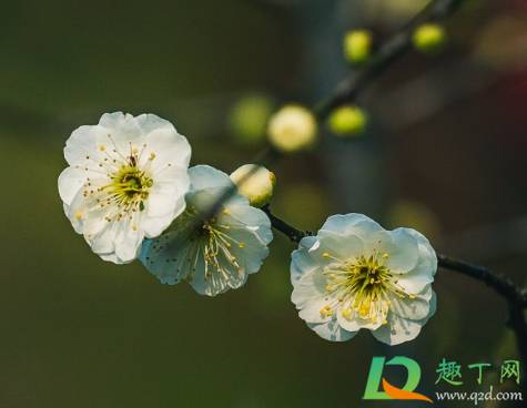 2021年惊蛰这一天能不能结婚(2021年惊蛰这天日子好吗) 2021年惊蛰这一天能不能结婚(2021年惊蛰这天日子好吗)