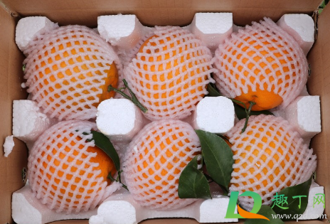 耙耙柑能放冰箱冷藏吗(耙耙柑要不要冷藏)