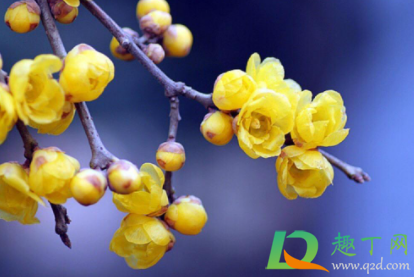 今年橘子洲的腊梅什么时候开2021(2021橘子洲头梅花开了吗)