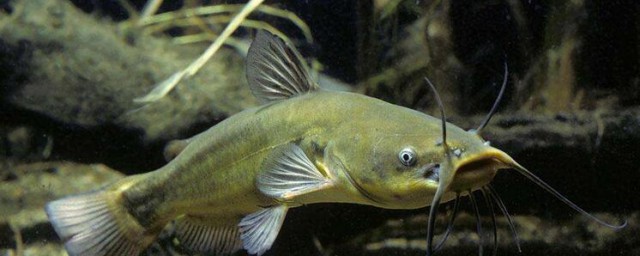 产于哪里(枇杷产于哪里)