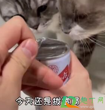 热梗拔雹局什么意思(拔雹局是什么)