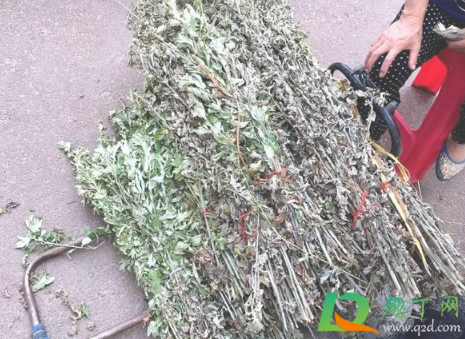 2021端午节放假需要加班吗(2021端午节放假调休吗)